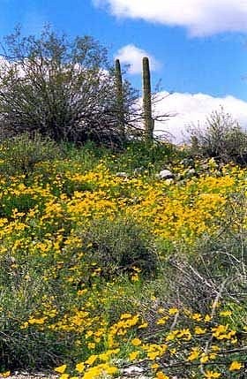 Sonoran Desert National Monument, Arizona