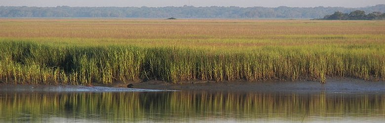 South Carolina, Hunting Island marshland, South Carolina Low Country