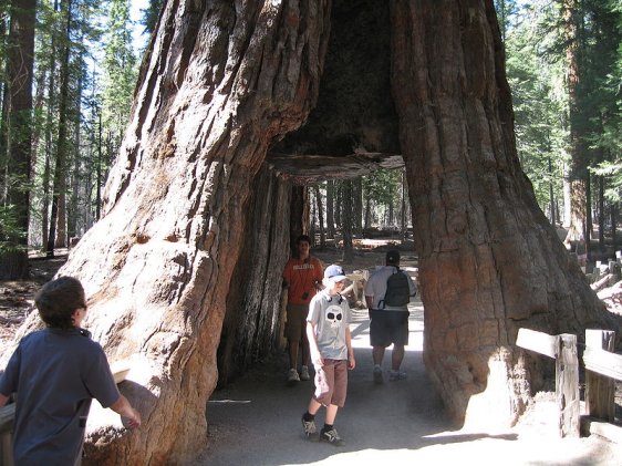 Tree in Giant Sequoia National Monument, California