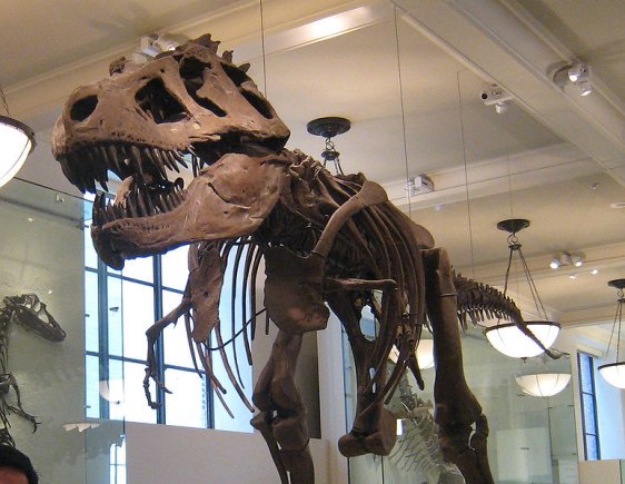 Skeleton of the Tyrannosaurus Rex at the American Museum of Natural History