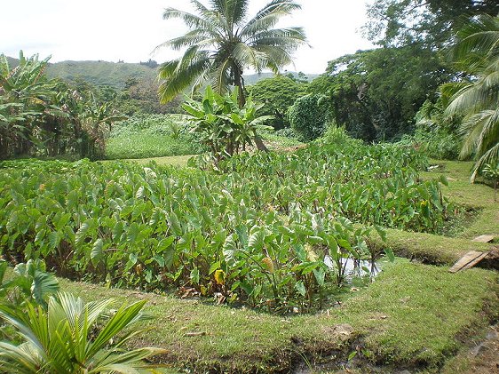 Ulupo Heiau in Kailua, Oahu, Hawaii, a site on the National Register of Historic Places