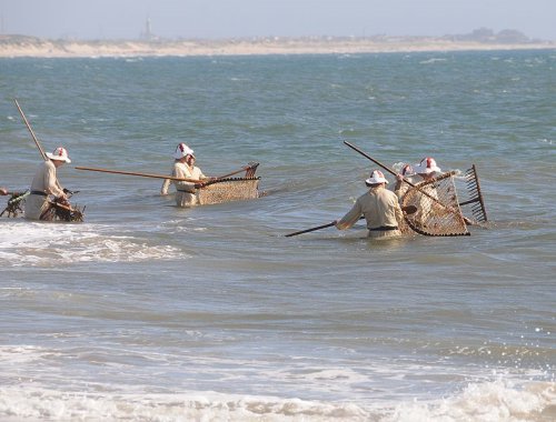 Collecting seaweed at Apulia Esposende, Braga District