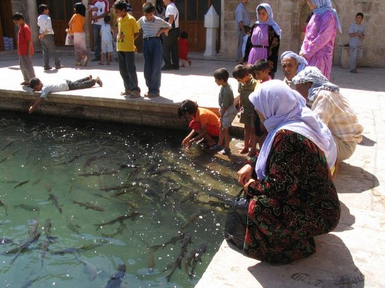 Playing with the carps in Balıklıgöl, Şanlıurfa