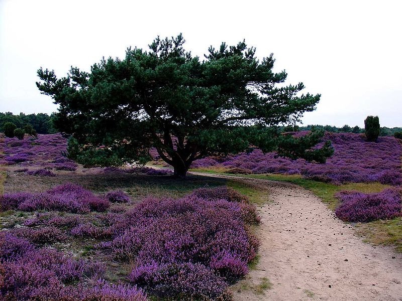 The nature reserve of Drouwnerzand in Groningen