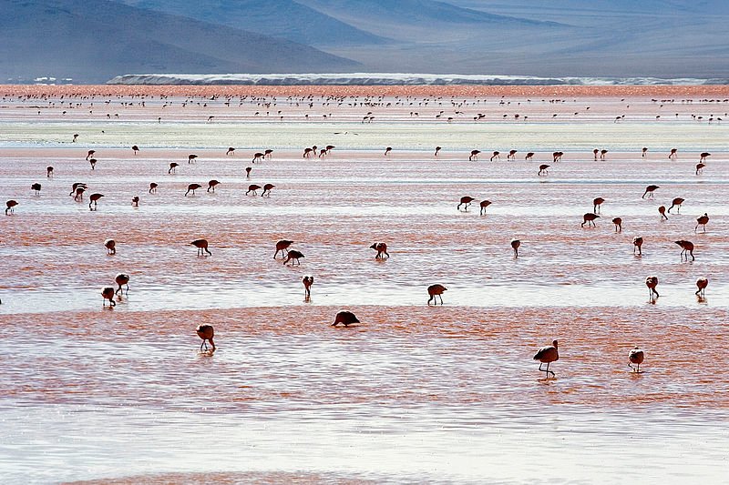 Andean flamingos, Salar de Uyuni