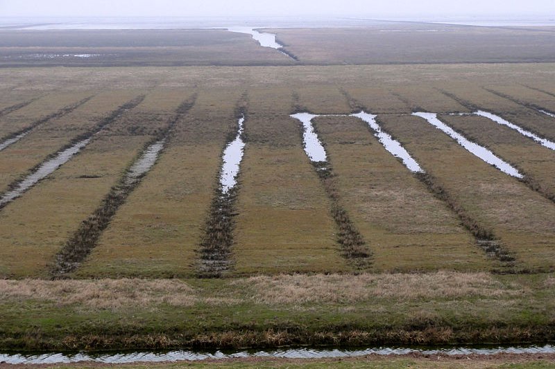 Salt marshes in Groningen