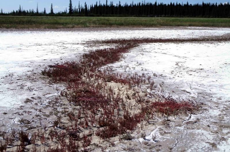 Salt plains at Wood Buffalo National Park