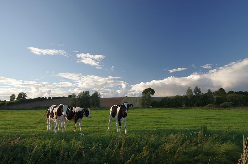 Schleswig-Holstein rural landscape