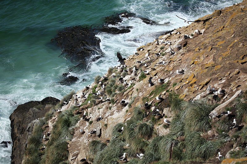 Seabirds, Saunders Island