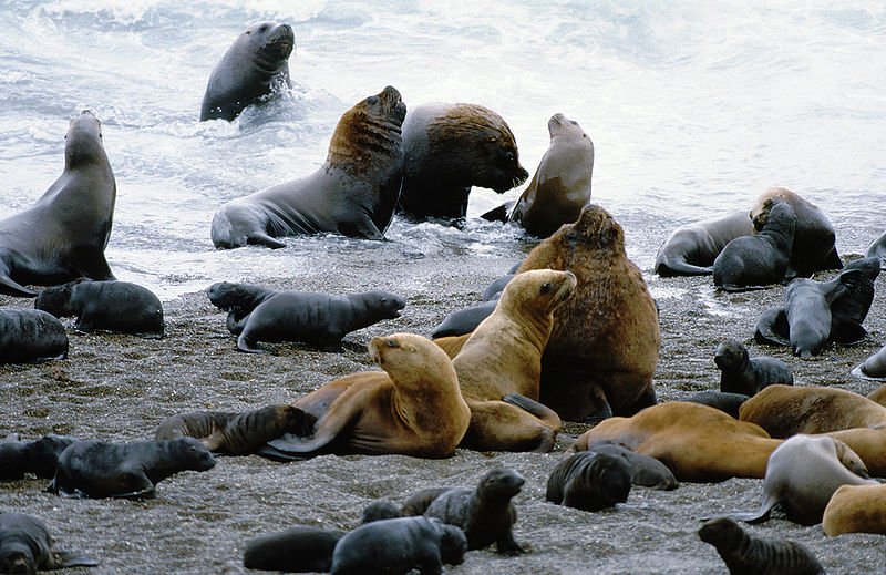 Sealions, Peninsula Valdes