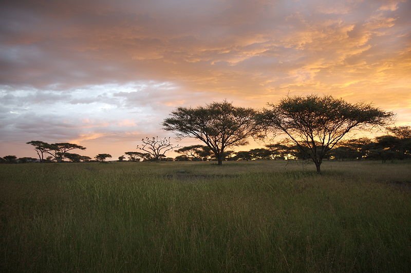 The Serengeti at sunset