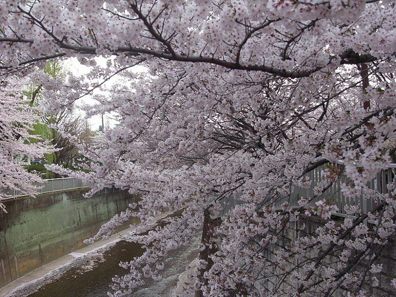 Cherry blossoms along the Shakuji River in Kodaira, Tokyo