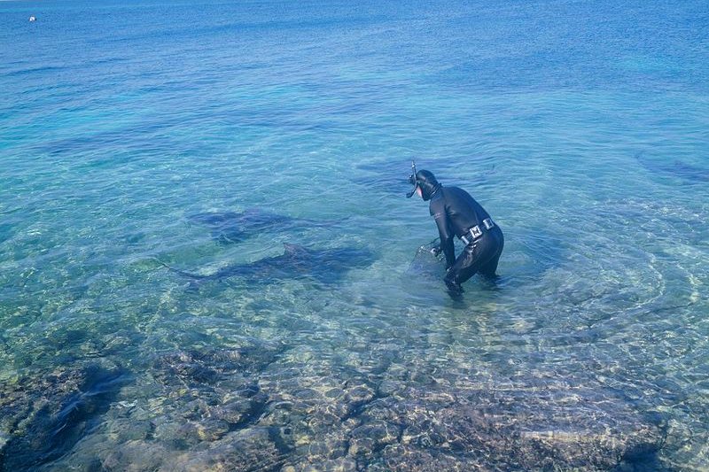 Shark feeding at Walker's Cay, Bahamas