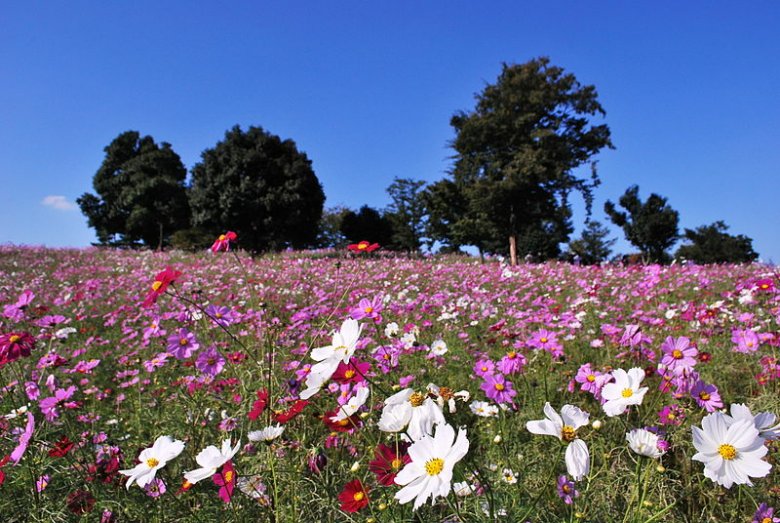 Shōwa Memorial Park in Akishima, Tokyo