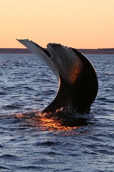 Southern Right Whale, Peninsula Valdes