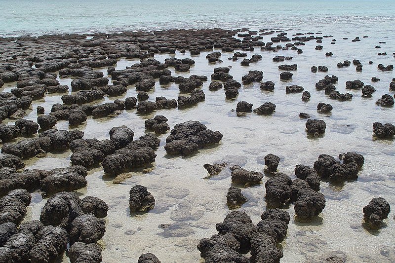 Stromatolites, Hamelin Pool Marine Nature Reserve