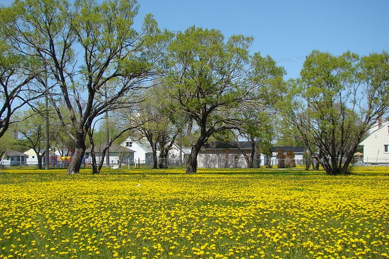 Summer in Winnipeg