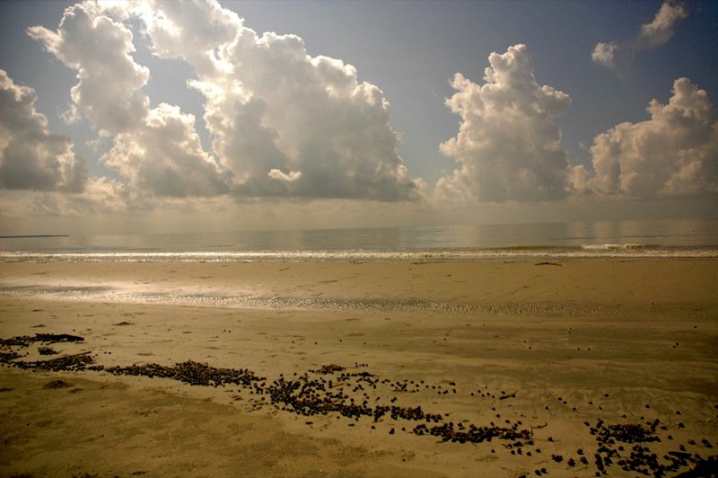 Sundarbans mudflats