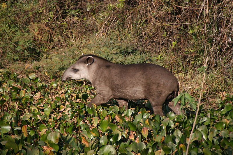 Tapir, Pantanal Conservation Area