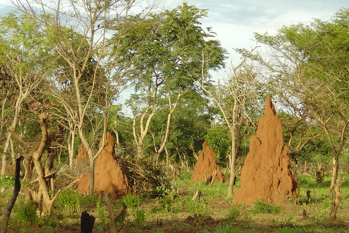 Termite hills in the savanna of Guinea-Bissau