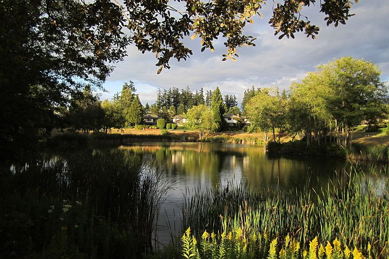 The Duck Pond, Surrey