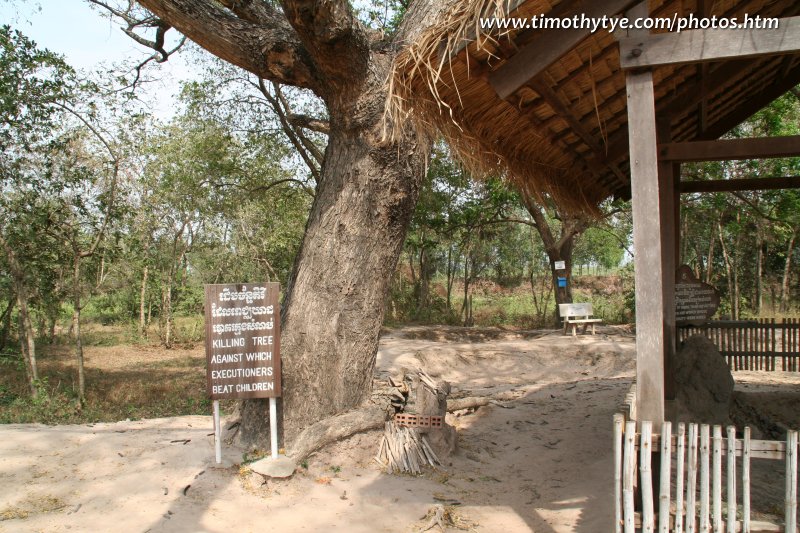 The Killing Tree, used to kill people at the Killing Fields