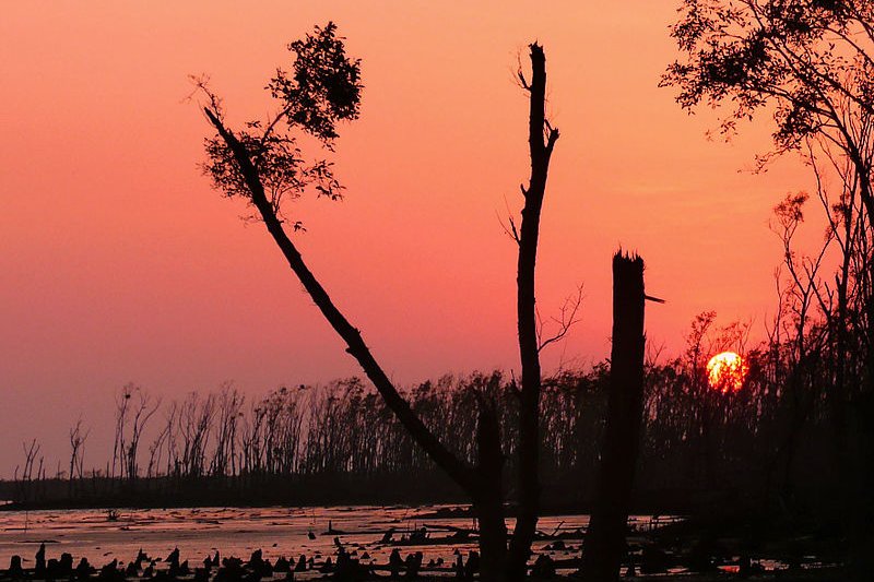 Sundarbans sunset