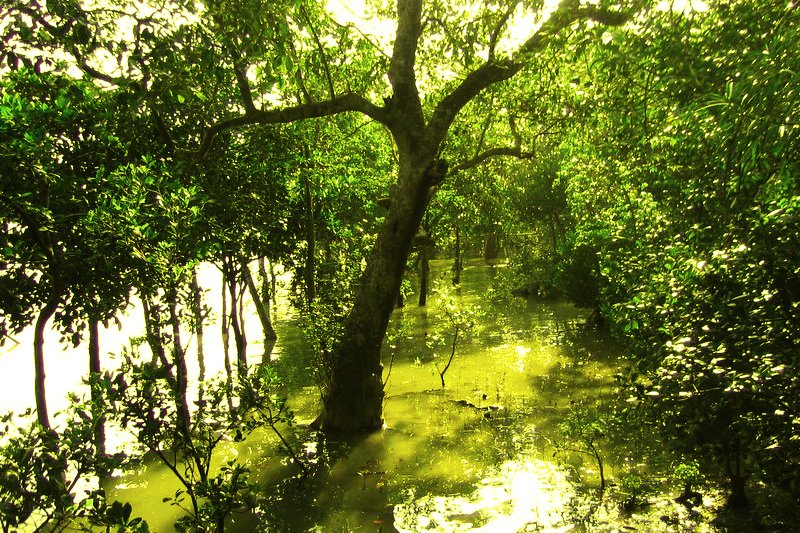 The Sundarbans, Bangladesh