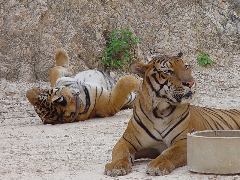 Tiger Temple, Kanchanaburi