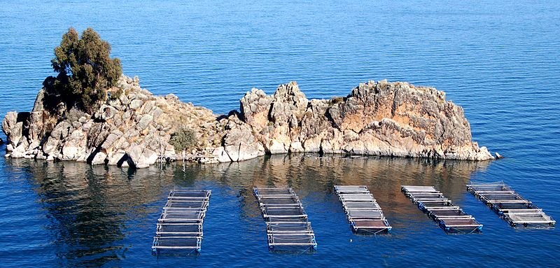 Fish farm on Lake Titicaca