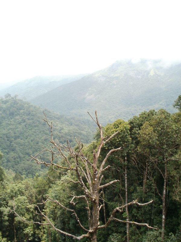 Western Ghat, Karnataka