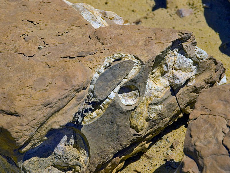 Whale fossil, Wadi Al-Hitan