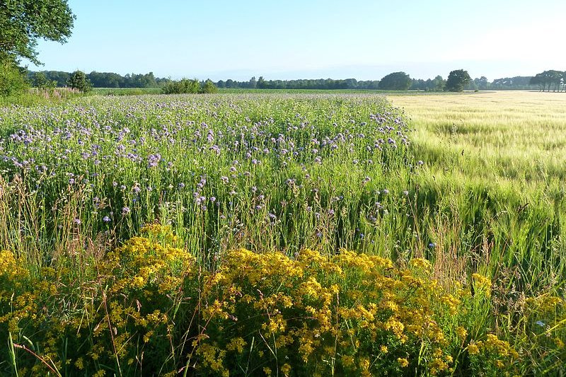 Wild flowers at a fauna edge in Drenthe