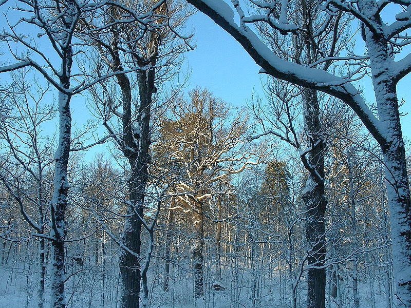 Winter forest in Ruissalo, Finland