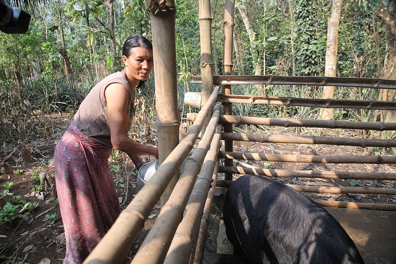 A woman feeds her pigs in Nagaland