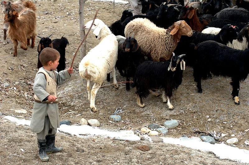 Young shepherd in Panjshir Valley