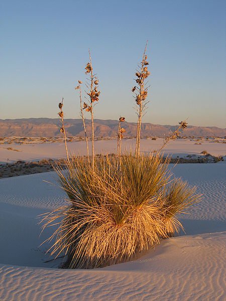 Ycca plat at White Sands National Monument, New Mexico