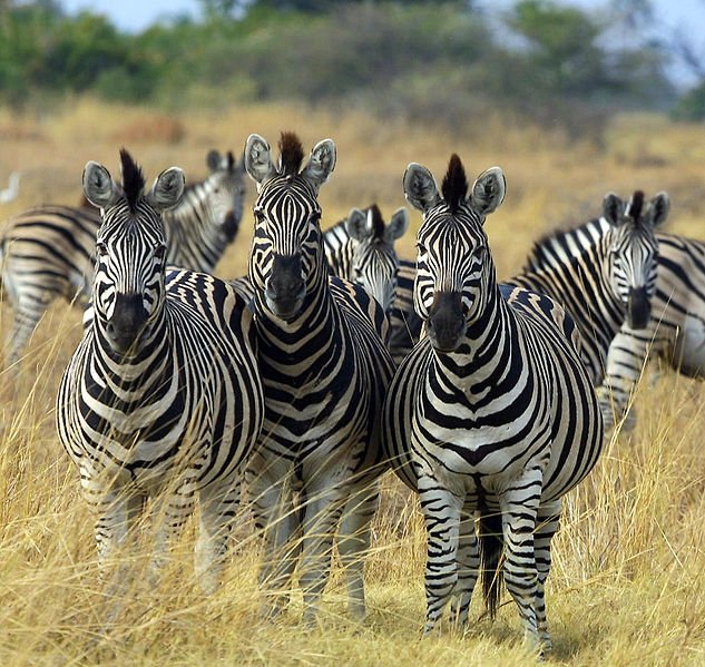 Zebras in Botswana