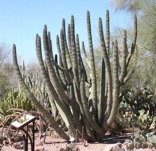 Desert Botanical Garden, Phoenix