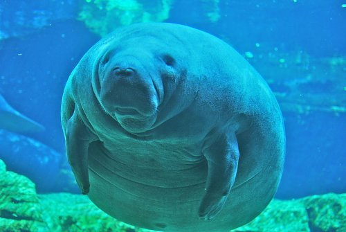 Manatee at SeaWorld, Orlando