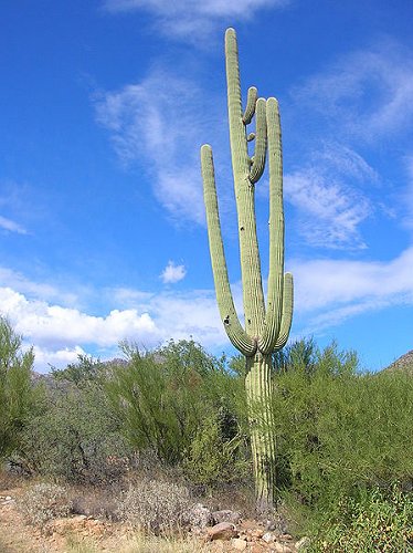 Saguaro cactus at Saguaro National Park, Arizona