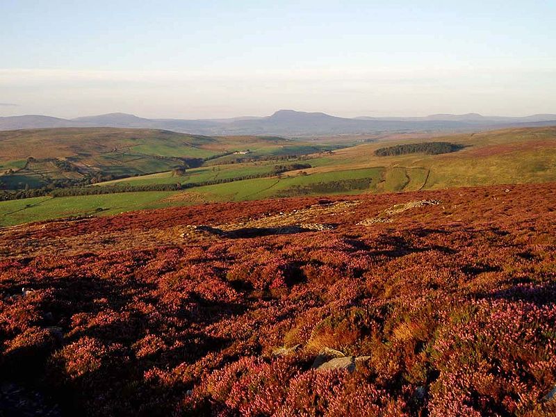 Clougha heather in Lancashire, England