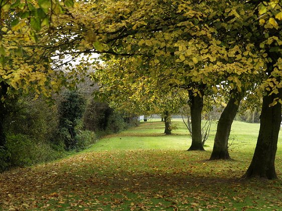 Autumn leaves on trees at Far Bank, Hedon