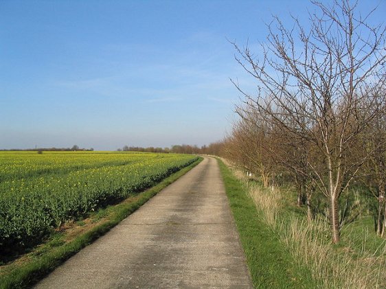 Rapeseed fields, Sawtry, Cambridgeshire, England