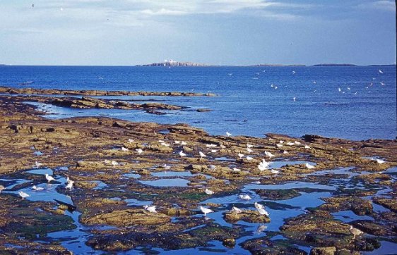 Seahouses coast