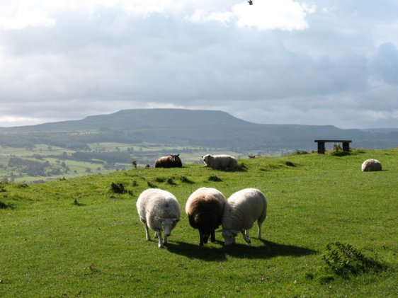 Sheep on the Shawl