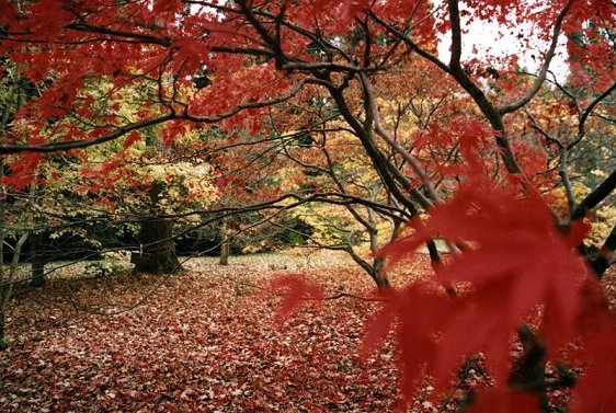 Westonbirt Arboretum, Tetbury