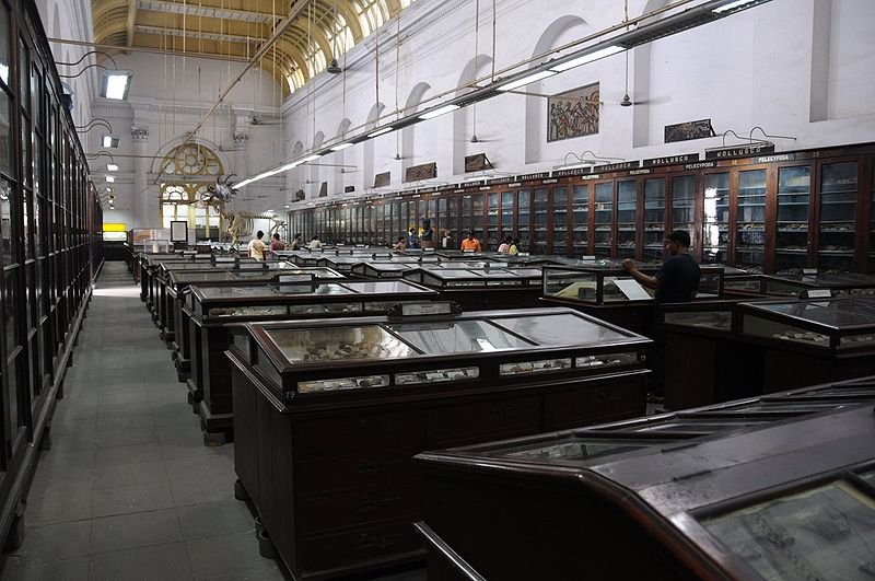 One of the galleries of the Indian Museum in Kolkata