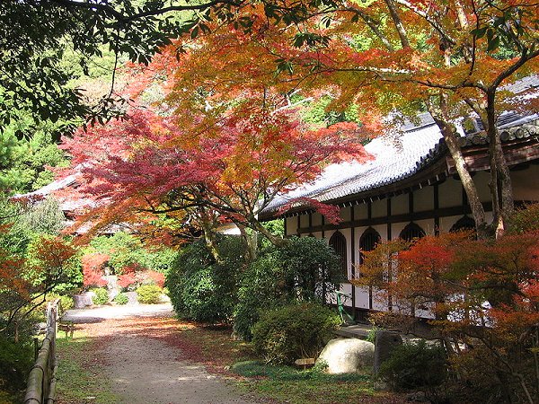 Maple trees at Daigo-ji Temple, Fushimi, Kyoto