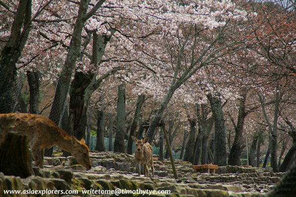 Deer under the cherry blossoms, Nara Park